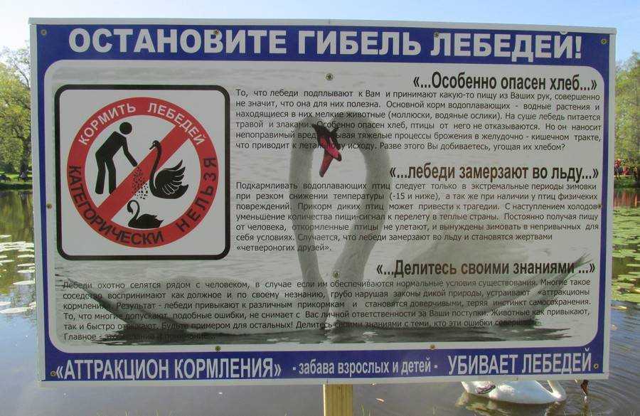 Почему нельзя кормить голубей на улице, чем это опасно для людей и птиц - kotiko.ru