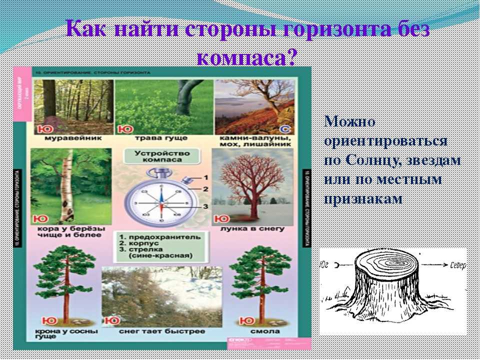 Если заблудился в лесу: что делать, правила и памятка
