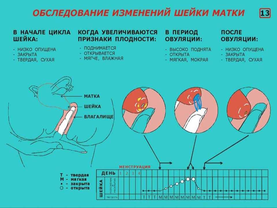 Быстрая подготовка шейки матки к рождению ребенка