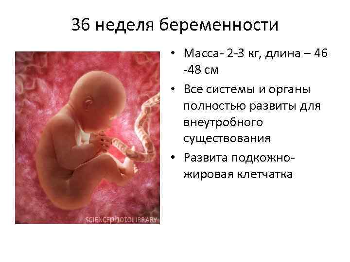 36 неделя беременности: что происходит, ощущения