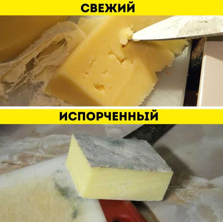 Плесень на пищевых продуктах: виды, чем опасна, что делать