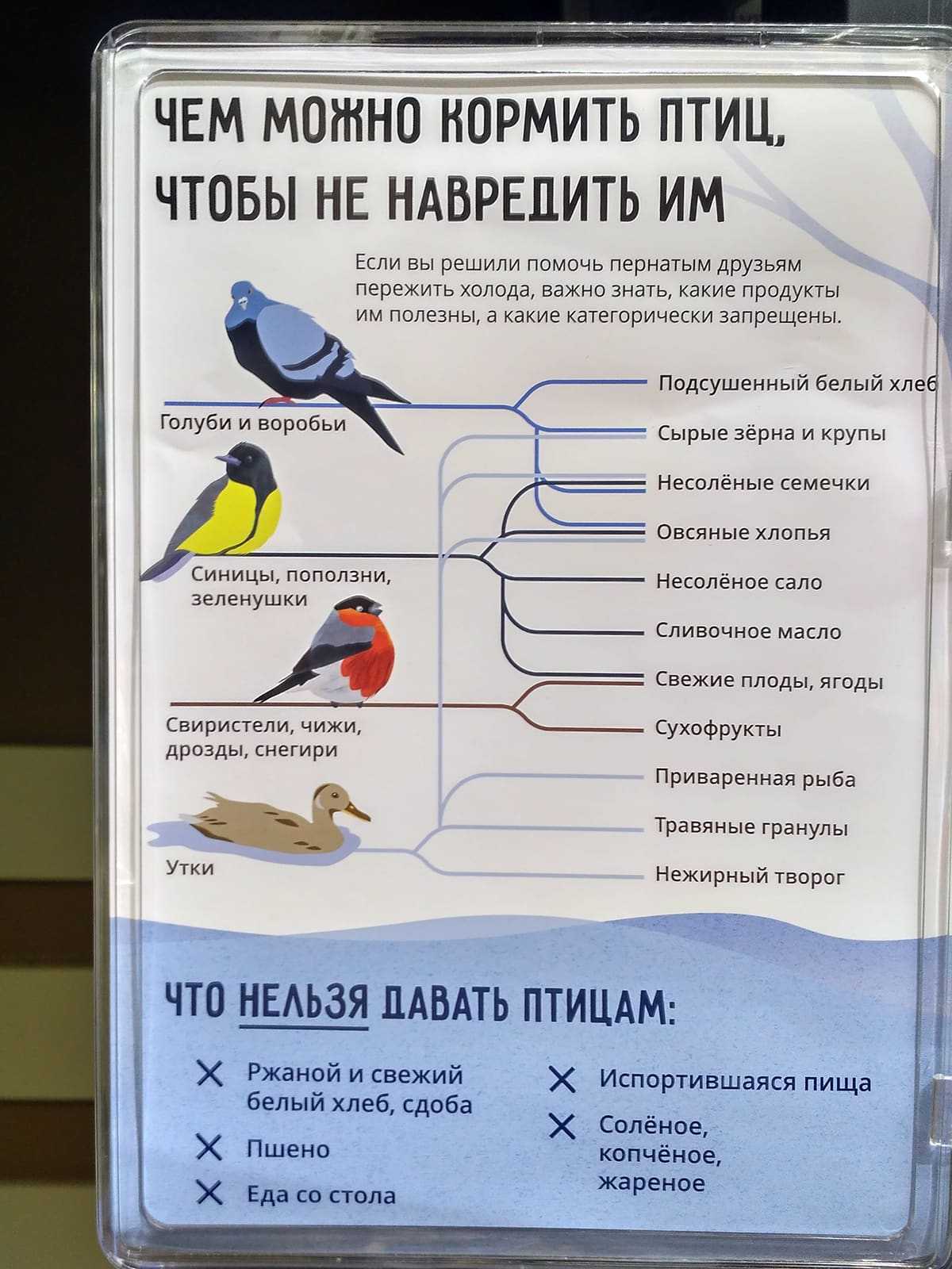 Почему нельзя кормить голубей на улице?