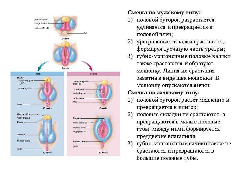 Синехии (сращения) малых губ у девочек: как маме распознать проблему и разрешить ее?