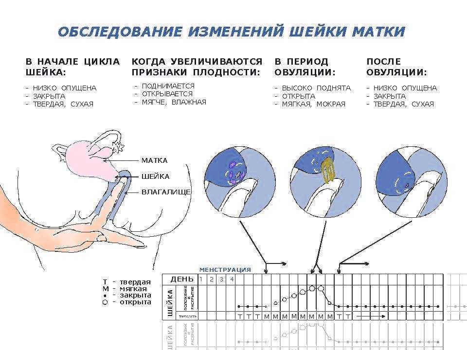 Отсутствие овуляции при регулярных месячных: причины и как их определить