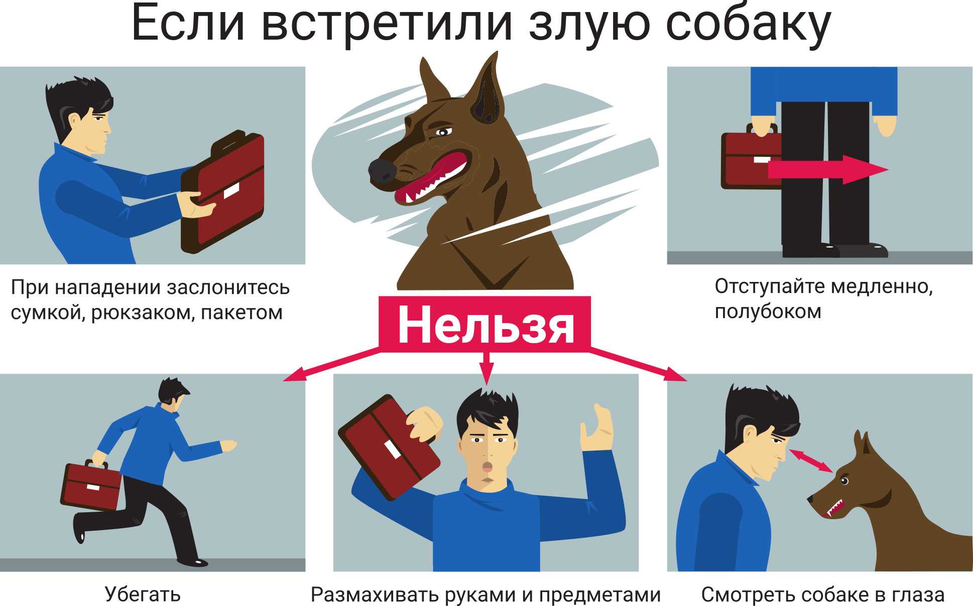 Укусила собака: что делать и куда обращаться, жалоба на хозяина