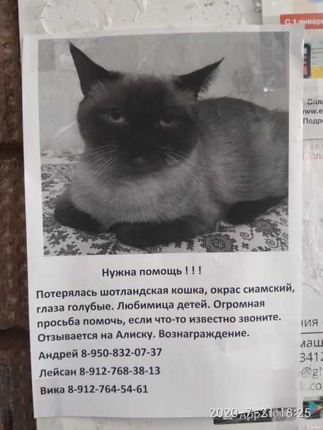 Киска мордочку разбила: 11 мифов про месячные