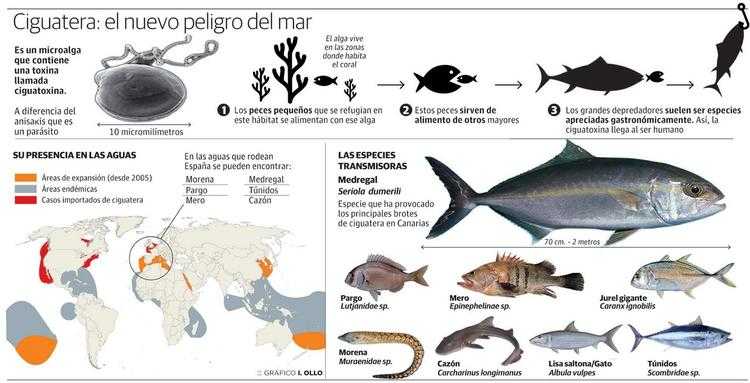 What is ciguatera fish poisoning? | sport fishing mag