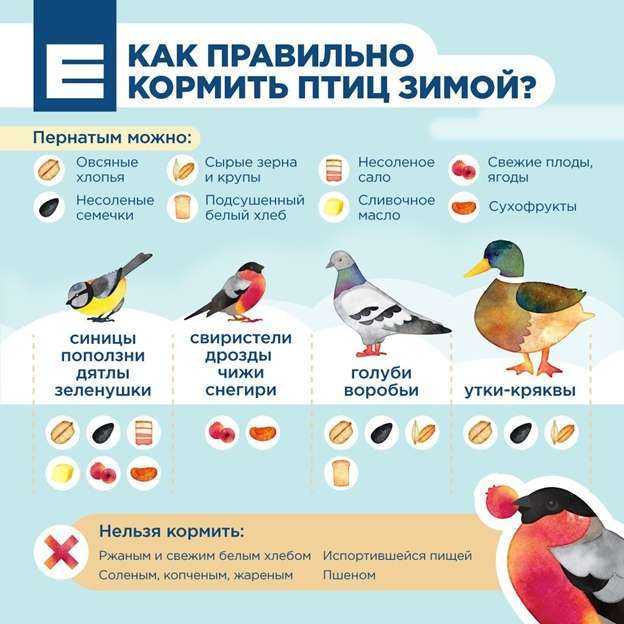 Правда ли, что голубей нельзя кормить черным хлебом