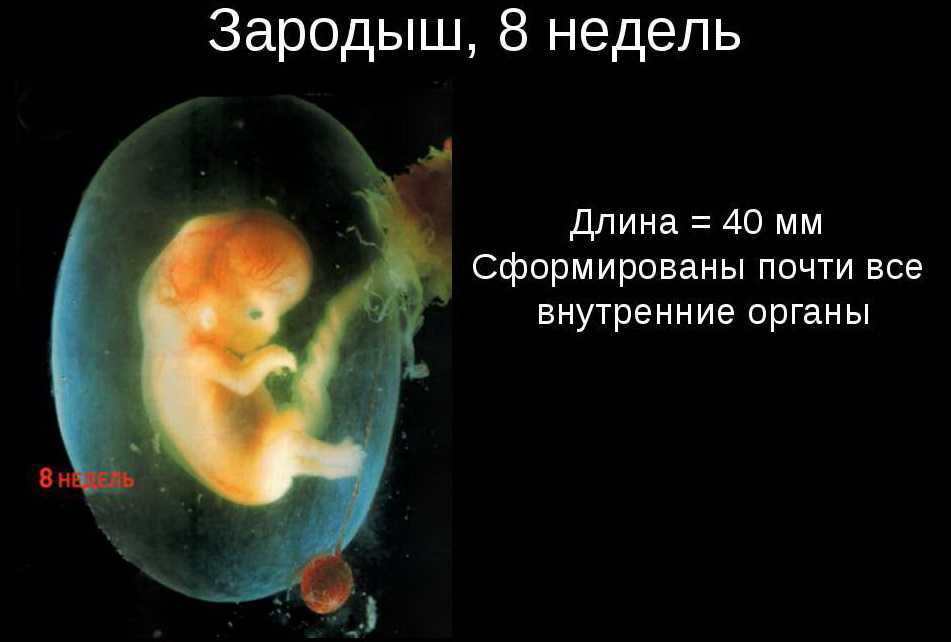 Развитие эмбриона и плода - восьмая неделя беременности | планирование беременности
