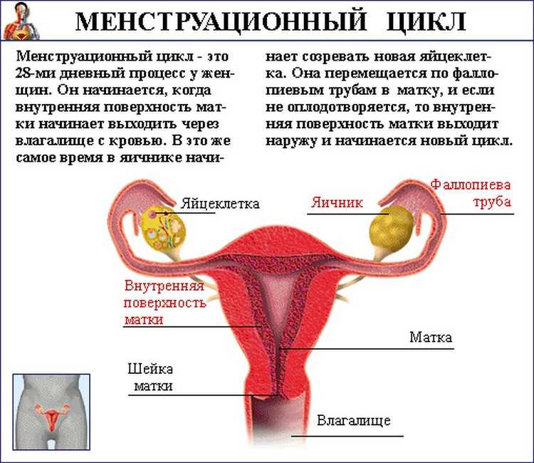 Что чувствует женщина во время менструального цикла "витроклиник"