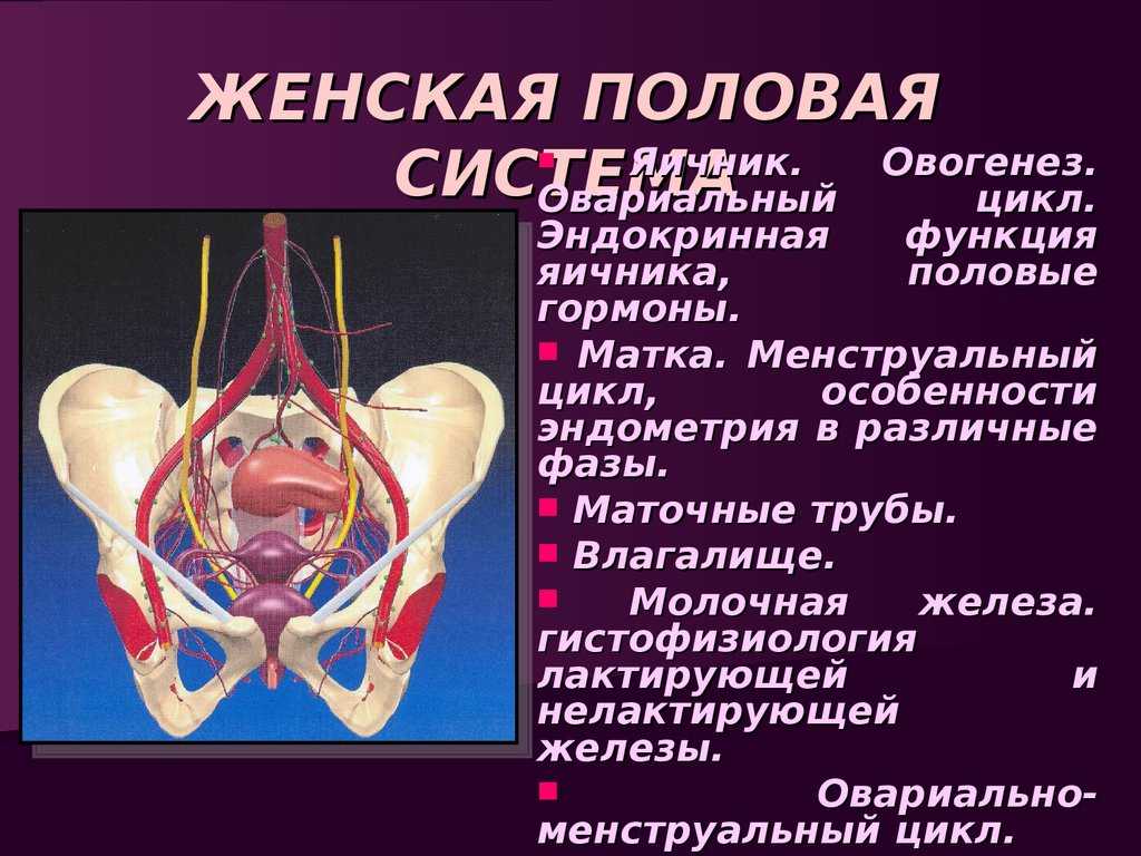 Что происходит с женскими половыми органами с возрастом