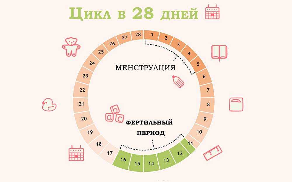 Через сколько дней после месячных можно забеременеть