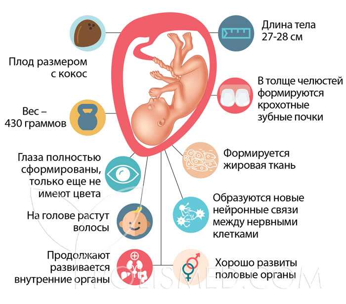 22 неделя беременности: развитие плода вес и рост. что происходит с мамой и малышом