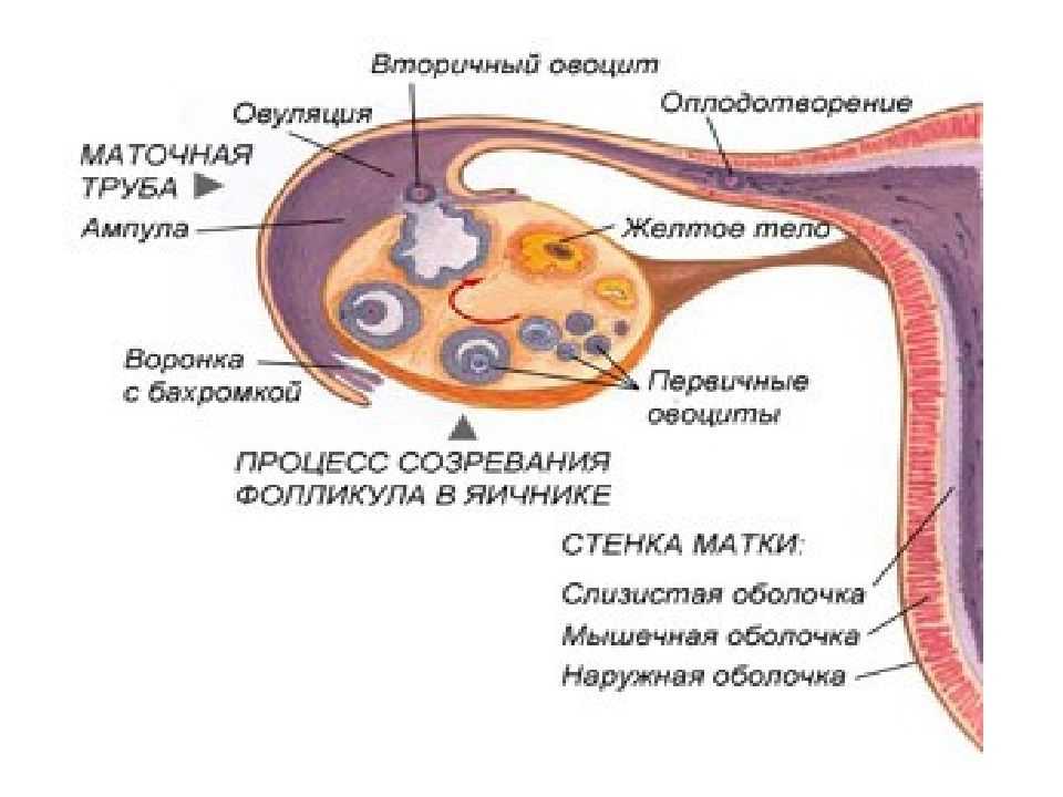 Почему меняется форма женской интимной зоны, и какой она должна быть. ответы на самые частые вопросы — центр эстетической медицины