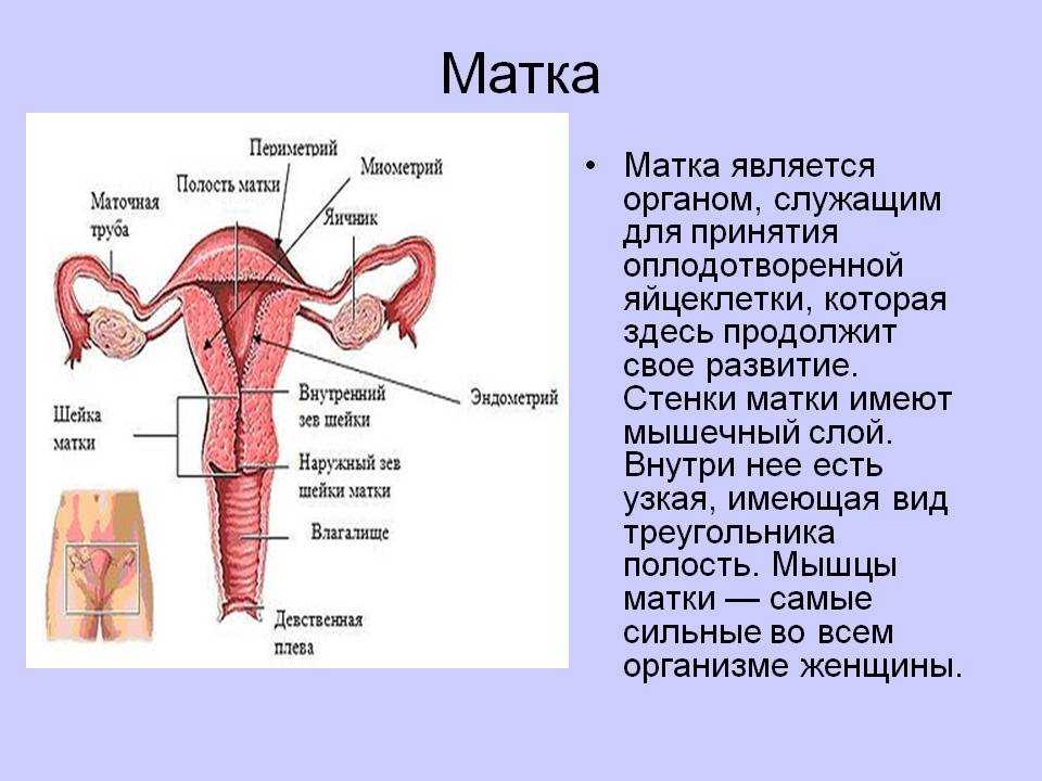 Интересные факты о матке 