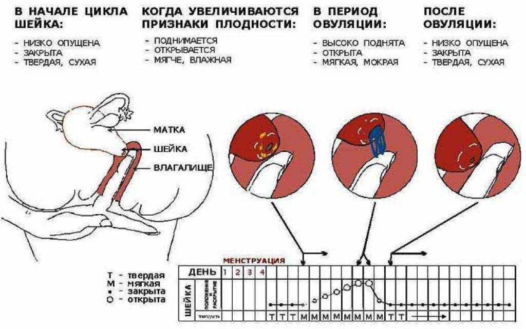 Перед месячными хочется много есть: причины странного обжорства