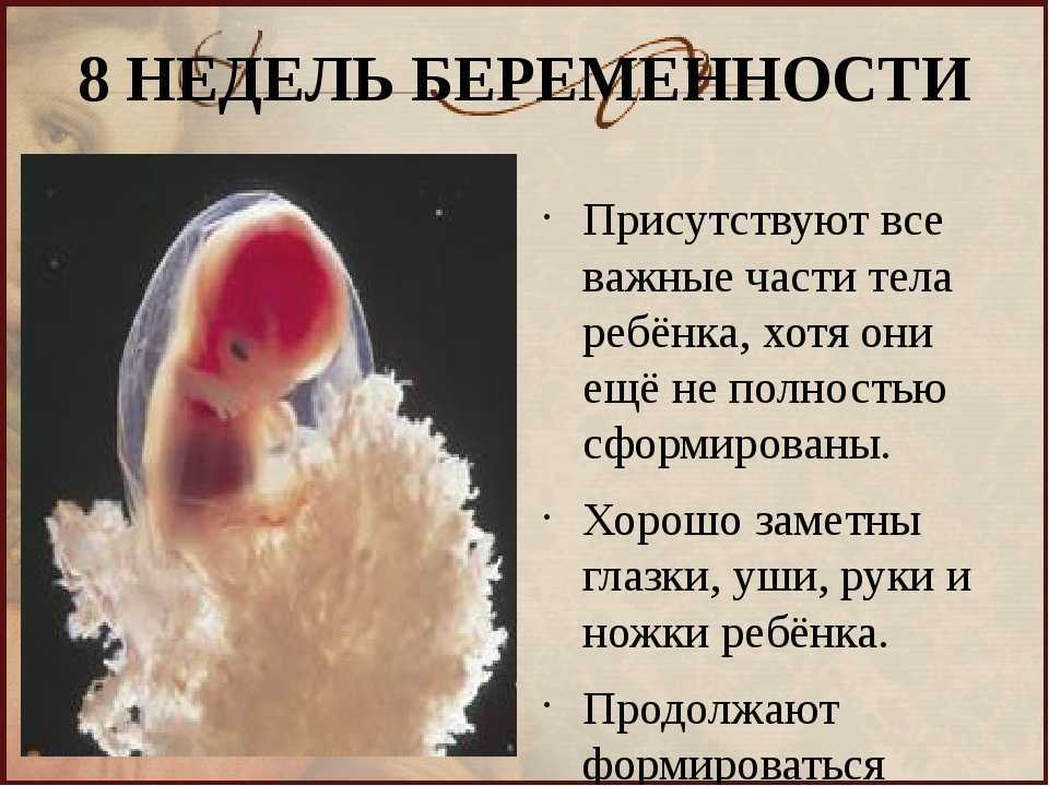 8 неделя беременности: что происходит с женщиной и ребенком, анализы, рекомендации, отзывы
