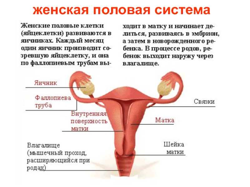 10 фактов о вагинах, которые вы не знали