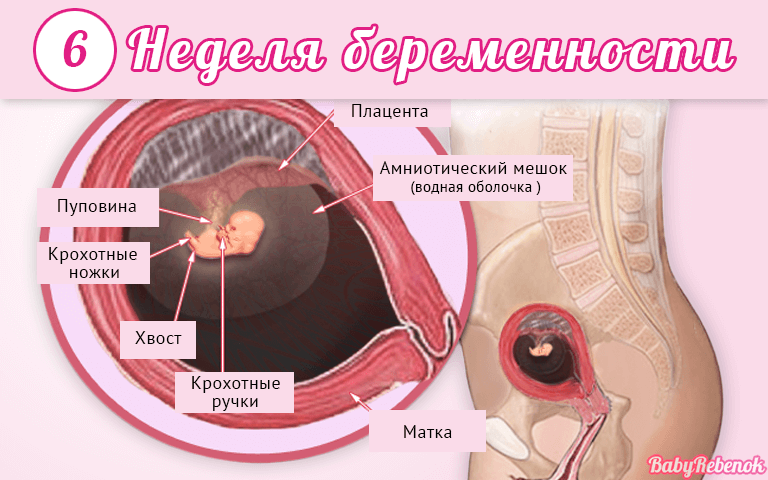 6 неделя беременности: что происходит с малышом и мамой, каковы ощущения женщины и развитие ребенка?
