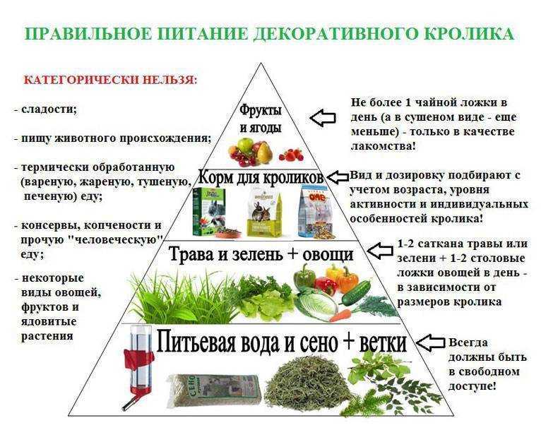 Зелень самая полезная для человека - 9 наименований