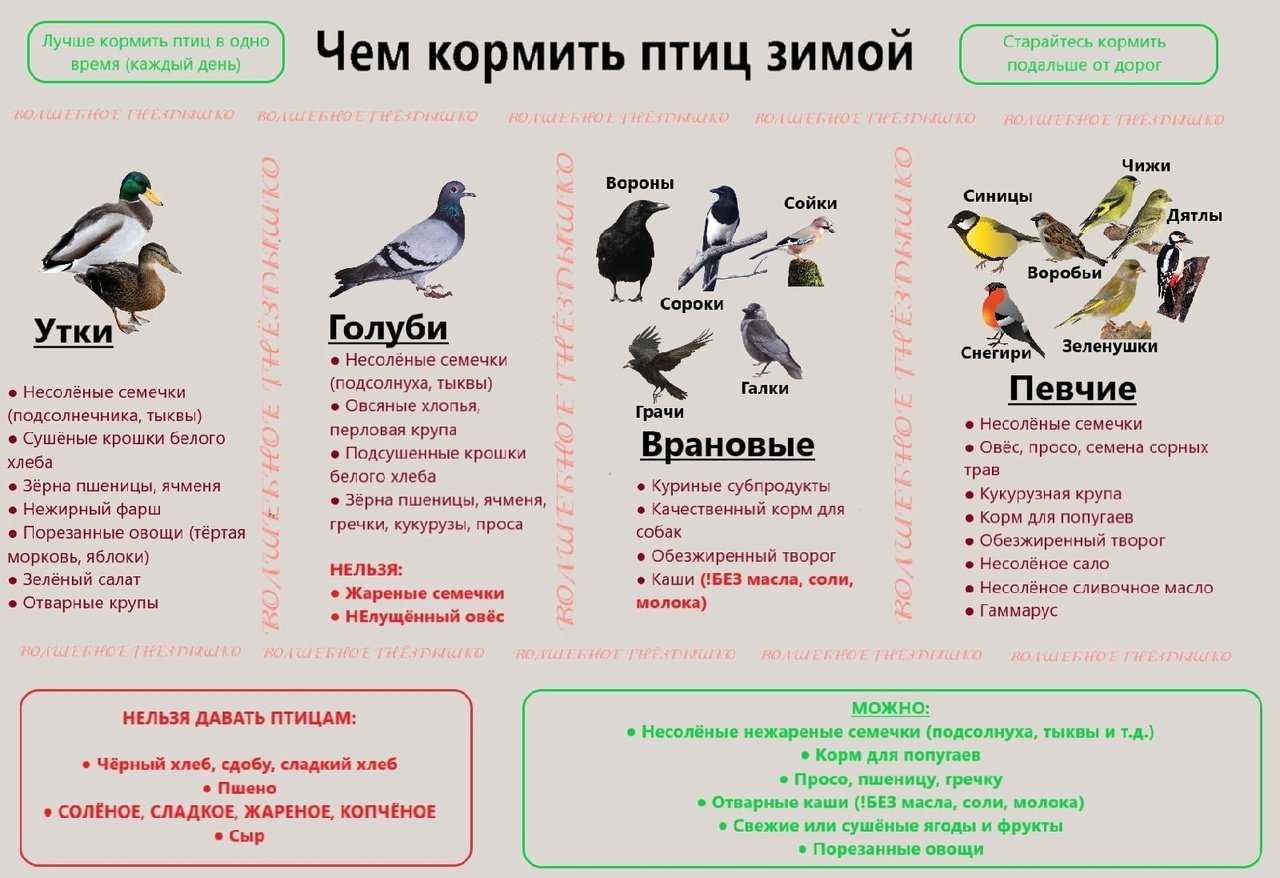 Почему нельзя кормить голубей хлебом на улице