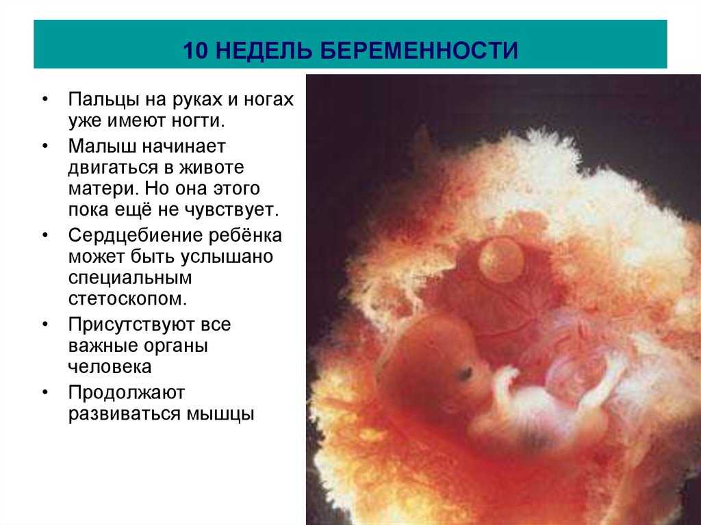 Как развивается плод на 10 неделе беременности