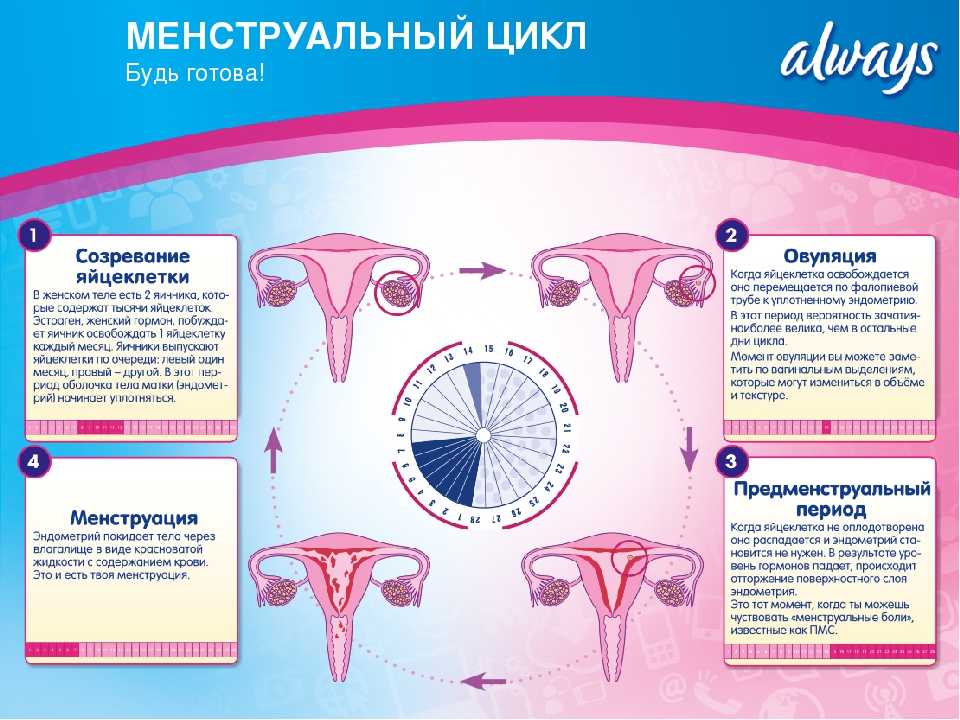 Что делать, если нет овуляции при регулярных месячных * клиника диана в санкт-петербурге
