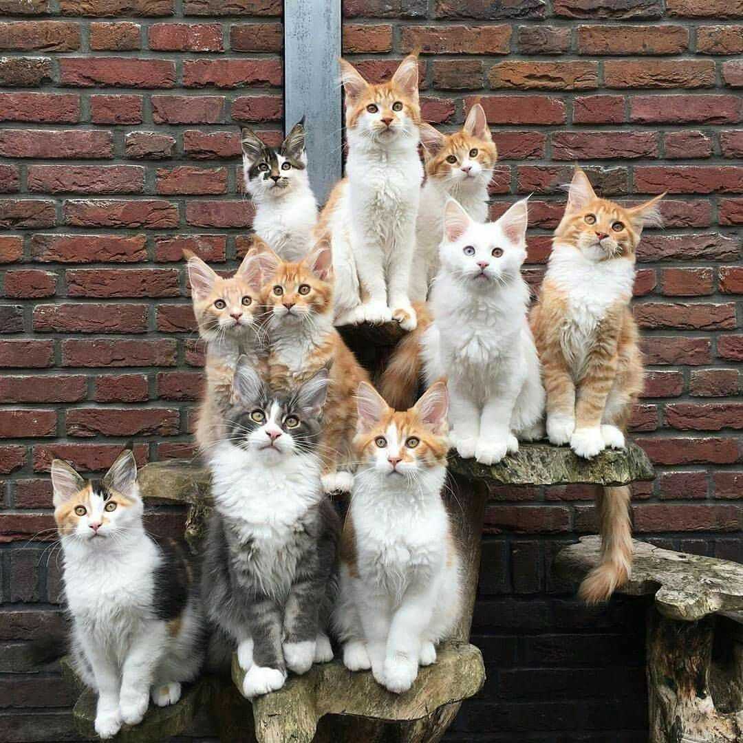 26 забавных кошек, которые просто обожают купаться