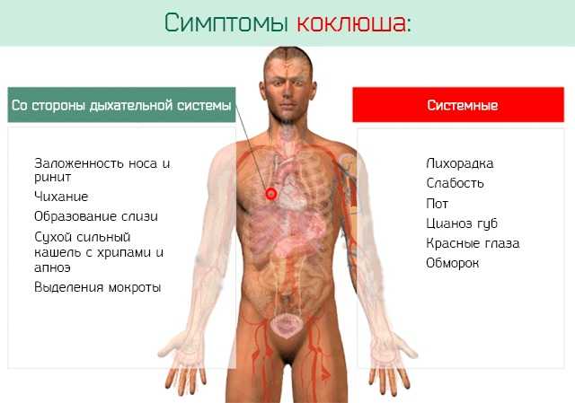 Комаровский - коклюш: симптомы и лечение у детей, паракоклюш