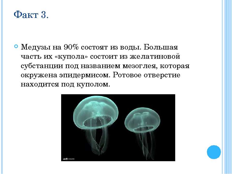 Медузы черного моря — полезные и немного опасные - черноморие.рф