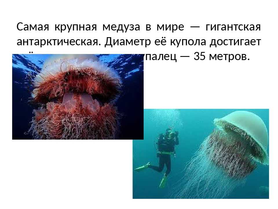 Страшилки о море: морские змеи, огненные черви и кусачие блохи на курортах / блог chip.travel