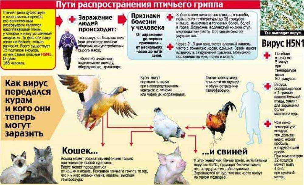 Родители, если вы частенько подкармливаете на улице голубей, обязательно прочитайте, чем это может угрожать здоровью вашей семьи