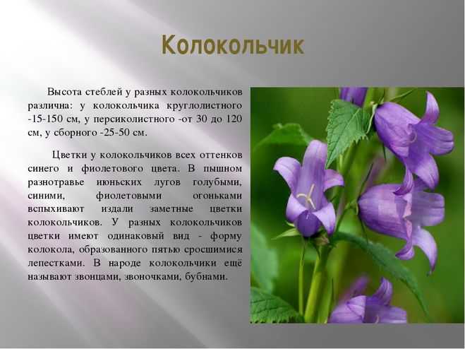 Главное не перепутать анекдот