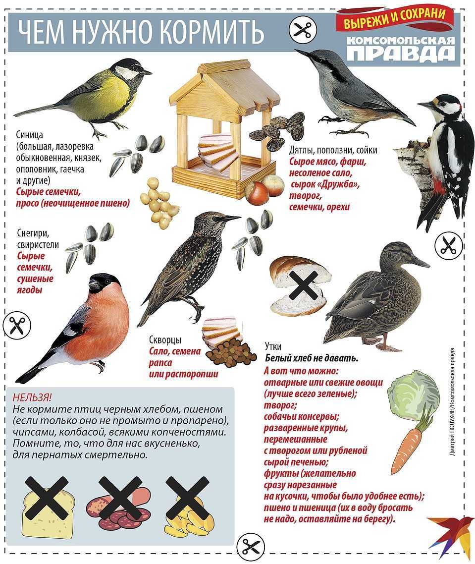 Можно ли кормить голубей хлебом: почему нельзя, питание черным и белым хлебом