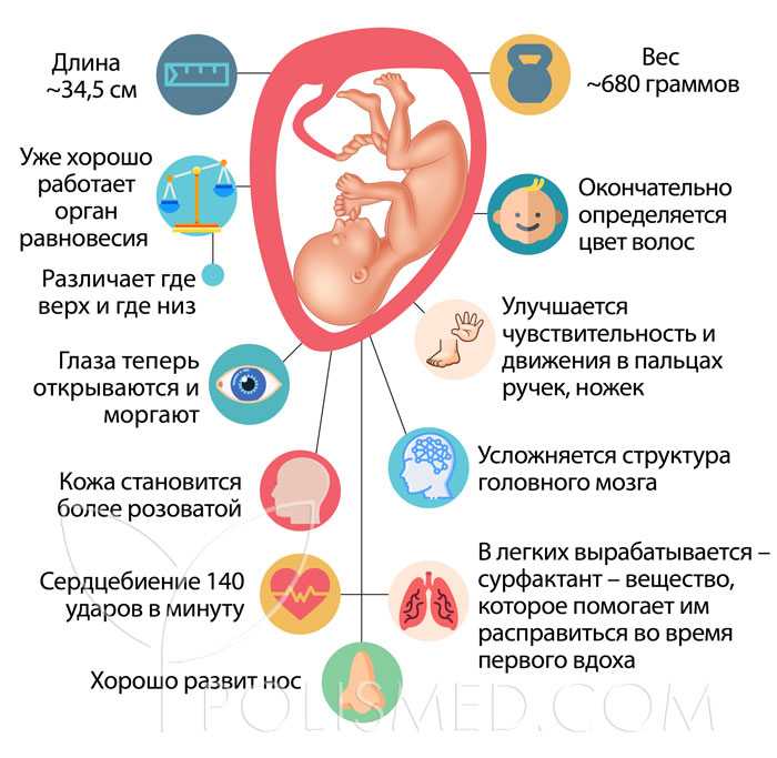 25 неделя беременности: что происходит с малышом и мамой?