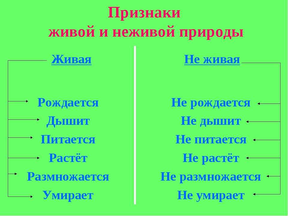 Что относится к живой природе и неживой: доходчивое объяснение