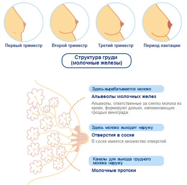 Темнеют соски при беременности