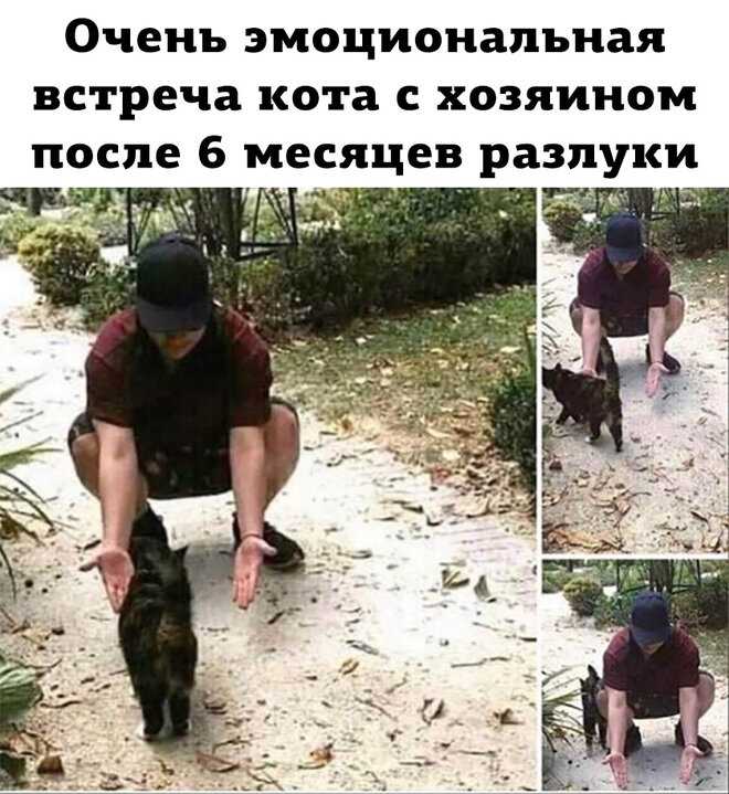 Синдром падения с высоты у кошек
