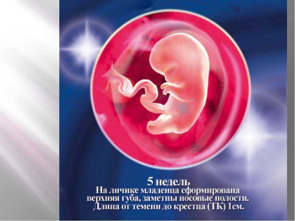 5 неделя беременности: что происходит с плодом и что чувствует женщина | развитие плода и ощущения на 5 неделе беременности