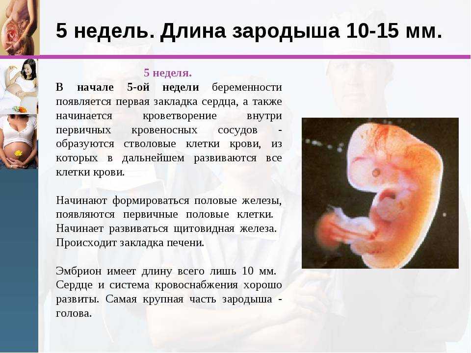 Беременность 6 недель – развитие плода и ощущения женщины