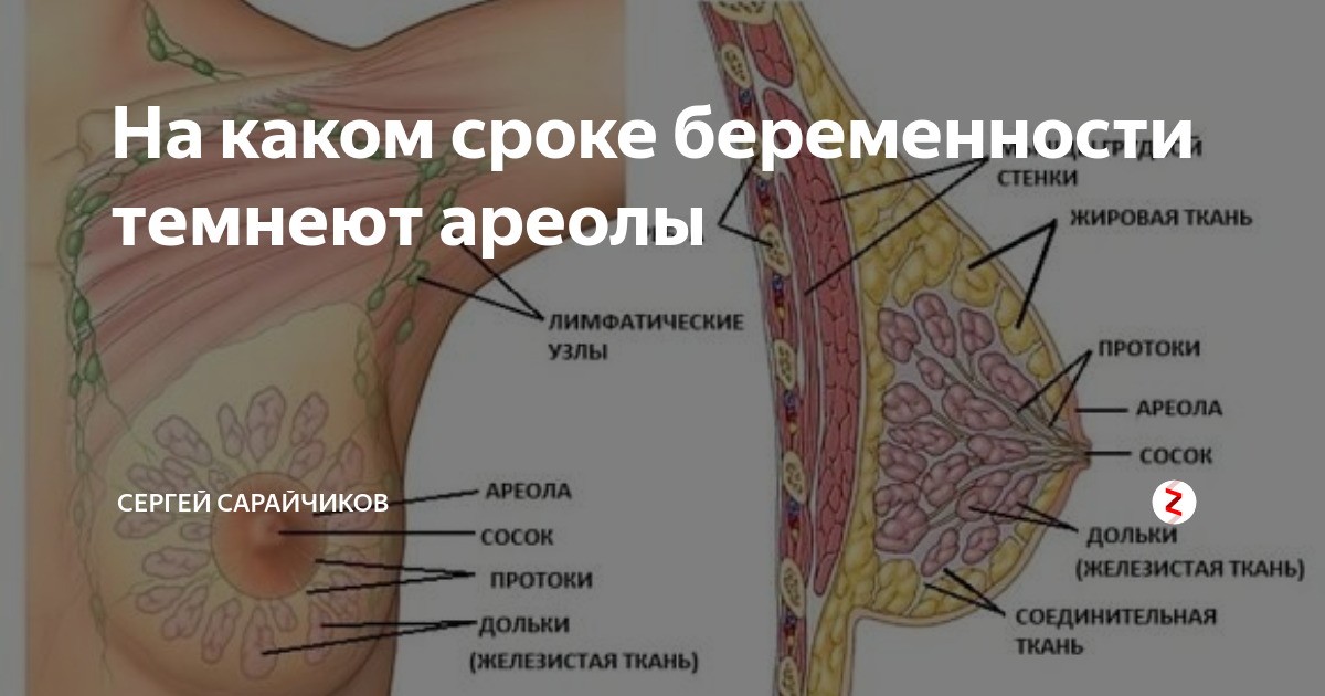 Темнеют соски при беременности | уроки для мам