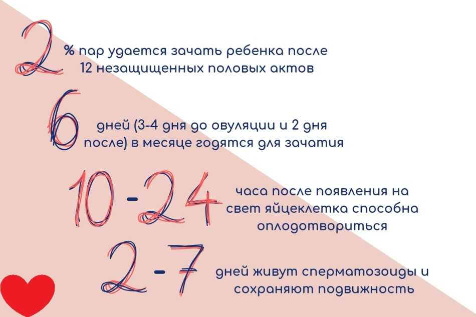 Сколько живут сперматозоиды во влагалище и в матке?