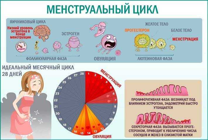 Овуляция и зачатие — что это, как связаны эти процессы