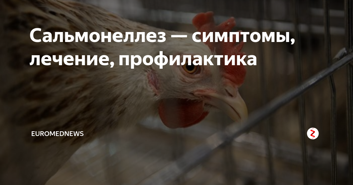 Почему нельзя кормить голубей на улице