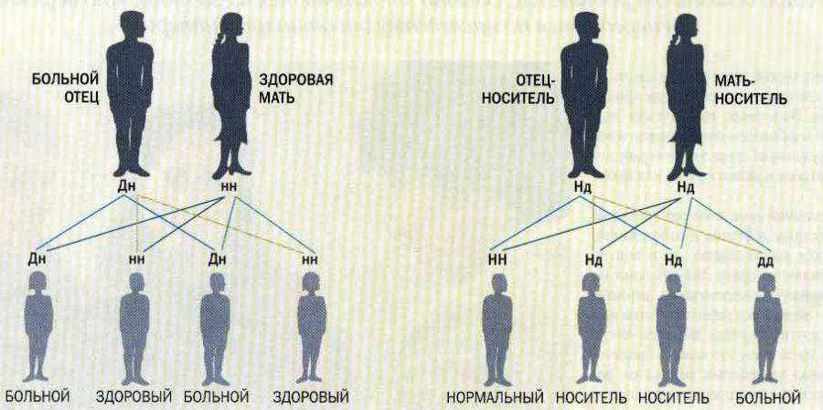 Почему потомство не всегда похоже на своих родителей