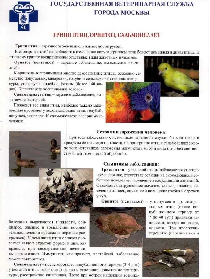 Почему нельзя кормить голубей на улице - radetel.ru