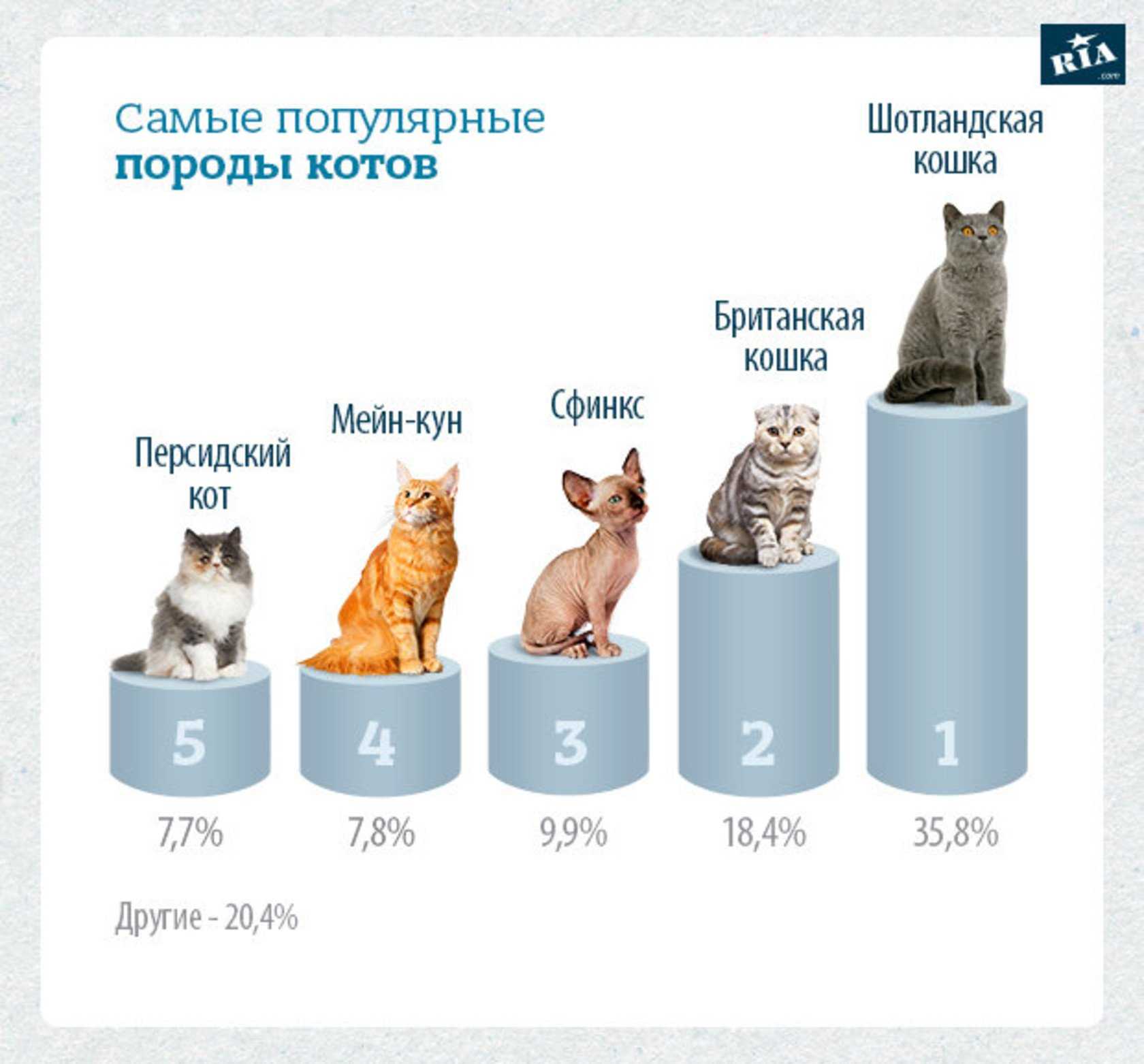 Самые добрые и ласковые породы кошек для детей
