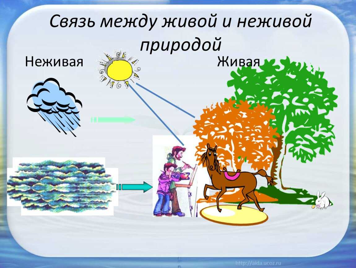 Чем живое отличается от неживого презентация, доклад