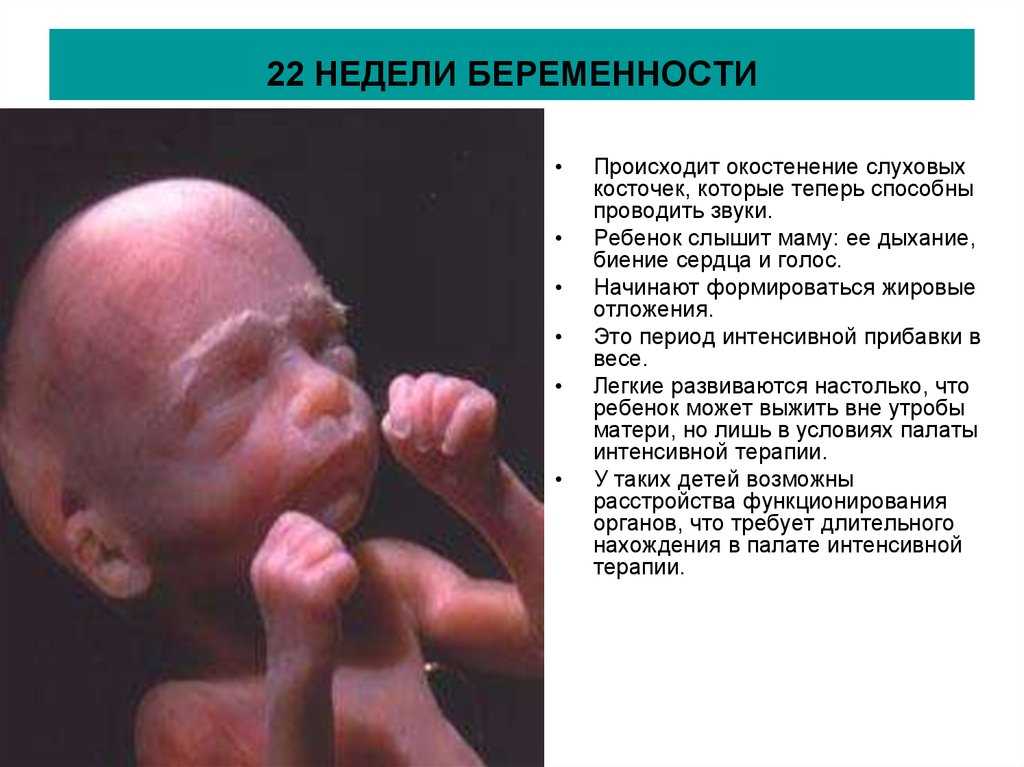 Узнайте, как развивается плод на 22-й неделе беременности и как чувствует себя будущая мама