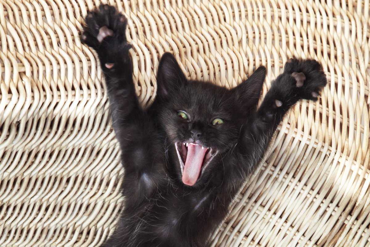 Черные коты — 200+ новых фото смешных и милых животных